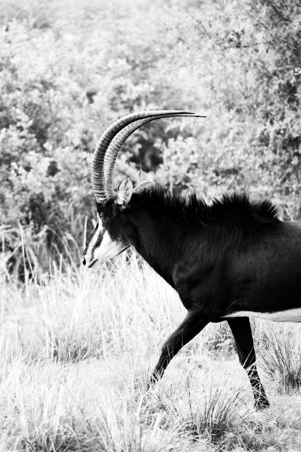 Letamo At Qwabi Private Game Reserve By Newmark 贝拉贝拉 外观 照片