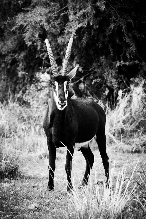 Letamo At Qwabi Private Game Reserve By Newmark 贝拉贝拉 外观 照片