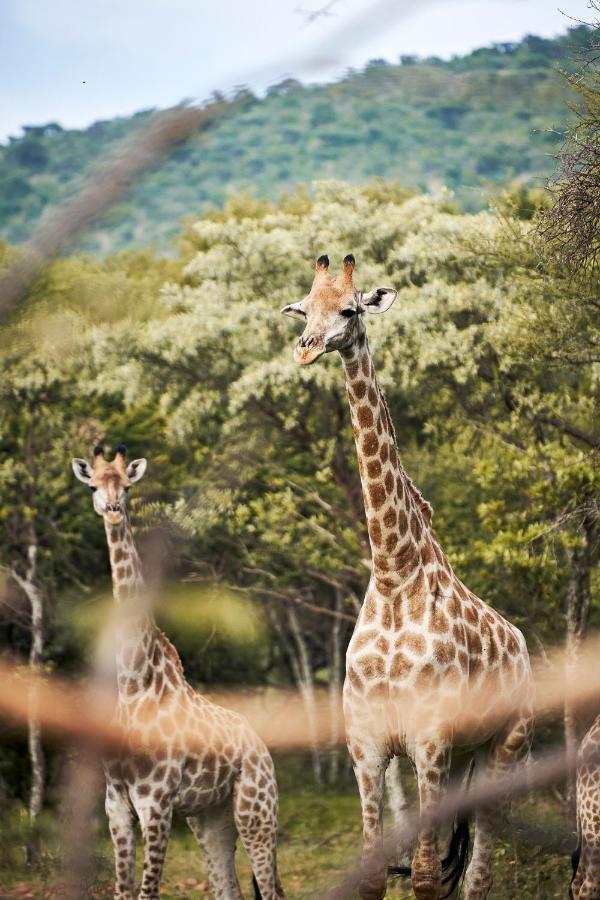 Letamo At Qwabi Private Game Reserve By Newmark 贝拉贝拉 外观 照片