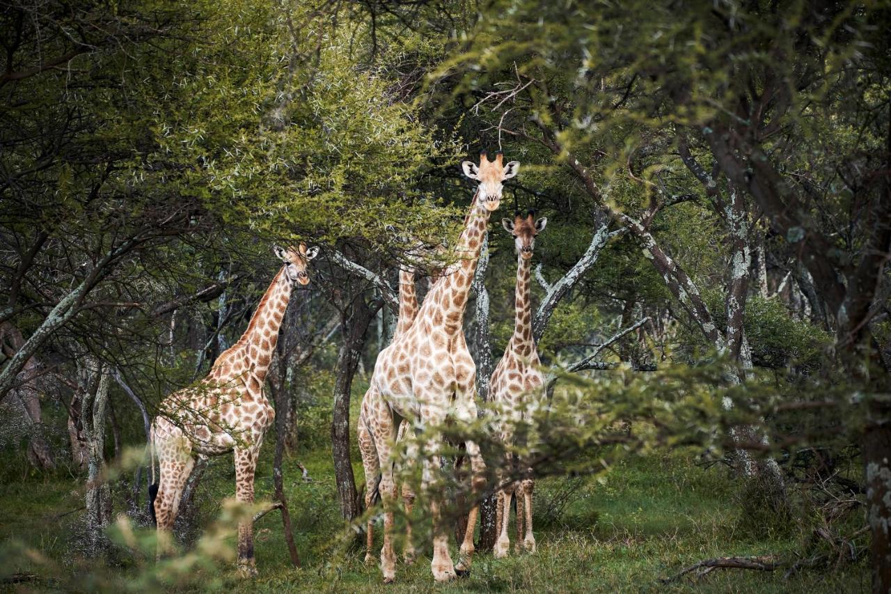 Letamo At Qwabi Private Game Reserve By Newmark 贝拉贝拉 外观 照片