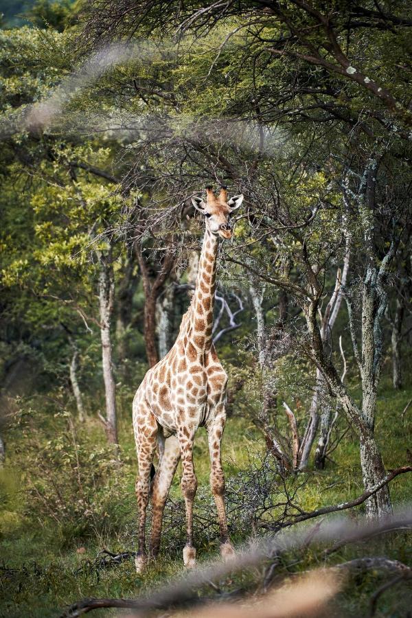 Letamo At Qwabi Private Game Reserve By Newmark 贝拉贝拉 外观 照片